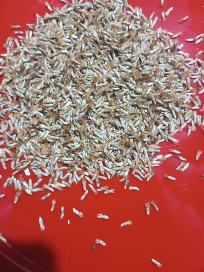 Premium Cornflower Seeds