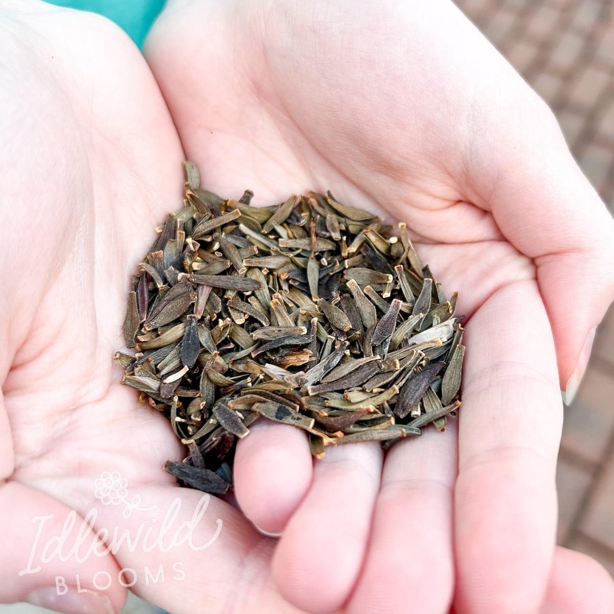 Dahila seeds