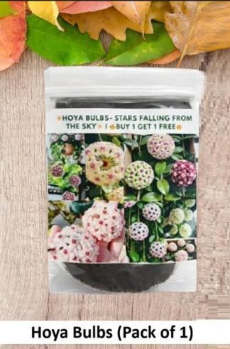 Hoya Bulbs Stars Falling From The Sky (Pack of 1) 12 pis